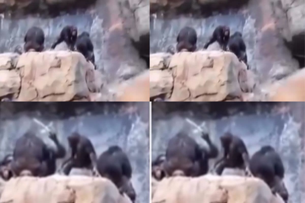 Viral Video: बेटे ने फेंका पत्थर तो मां चिंपांजी ने सिखाया सबक, दौड़ा-दौड़ाकर डंडे से पीटते हुए वीडियो वायरल