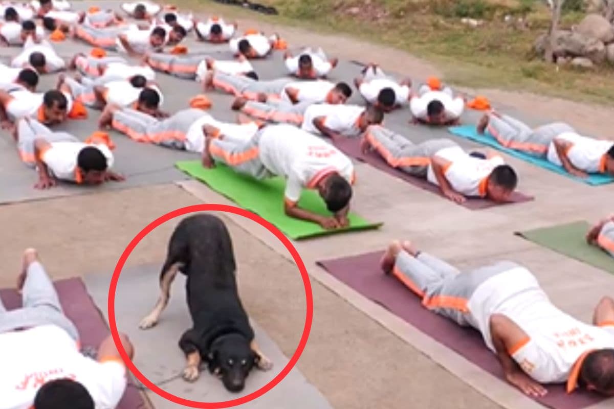 NDRF का डॉग, मैट पर बैठकर योग का दिखाया ऐसा कमाल कि लोगों के उड़ गए होश, देखें वीडियो