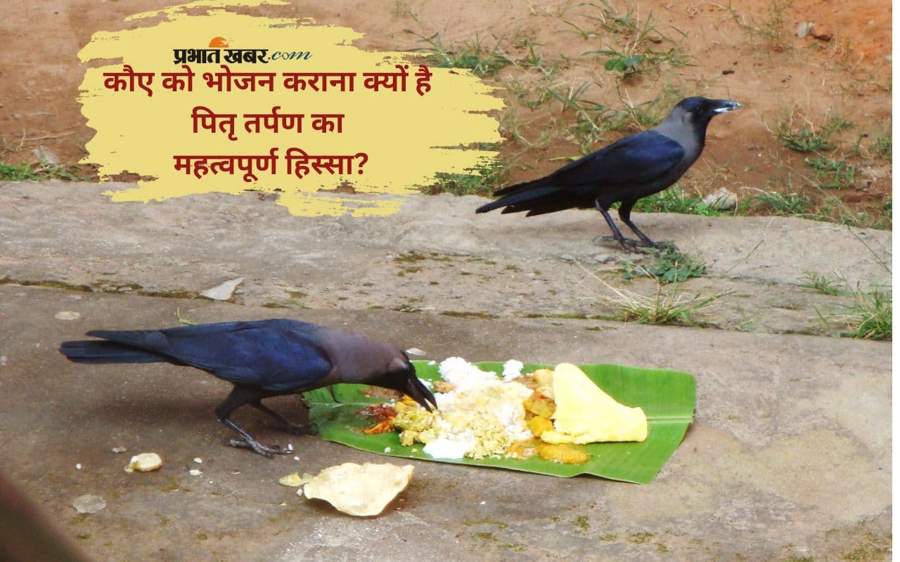 Shradh Rituals: श्राद्ध में कौए को खिलाया जाता है भोजन, जानिए इसके पीछे की मान्यता