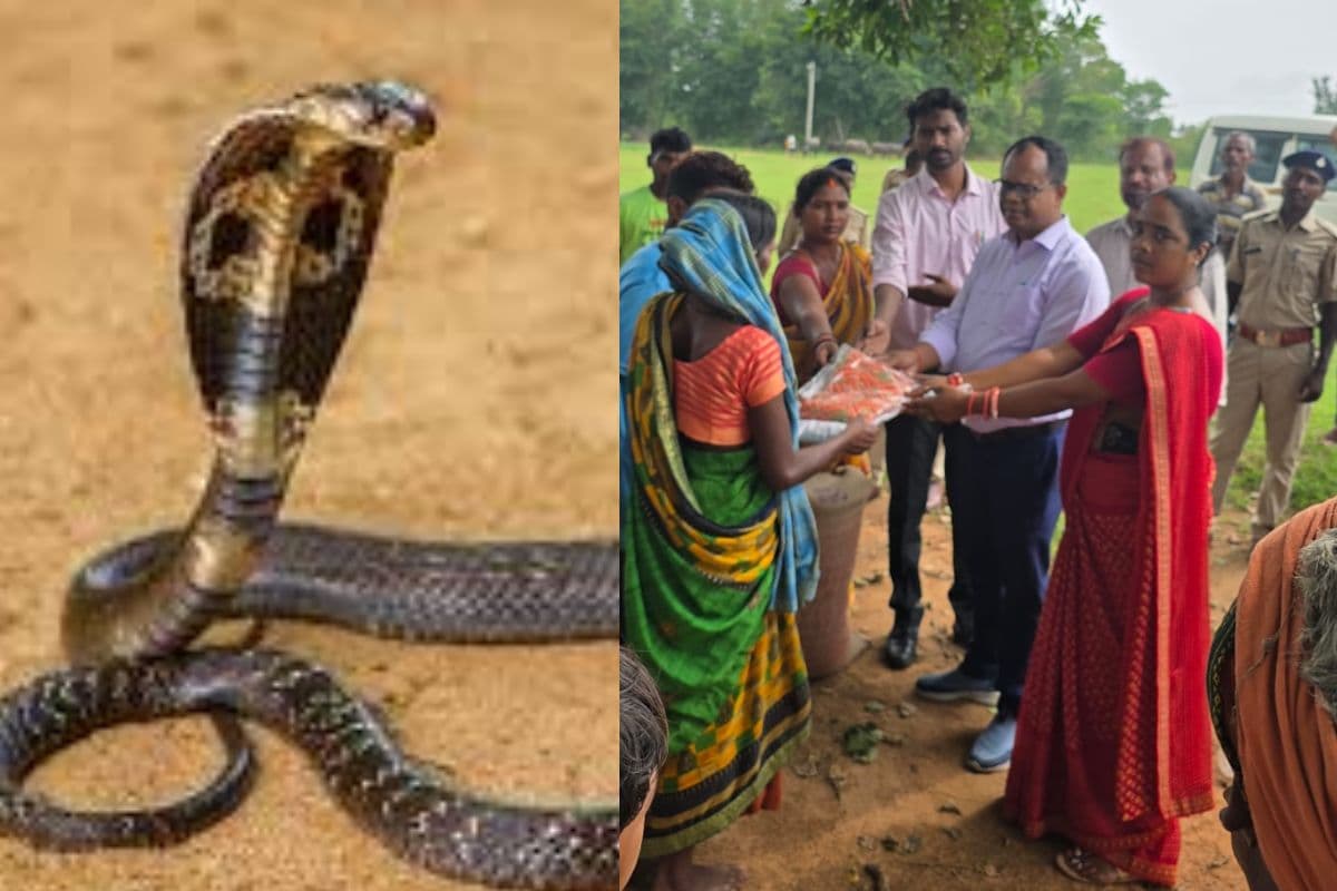 झारखंड में सांप काटने से 13 साल की बच्ची की मौत, झाड़-फूंक ने ले ली मासूम की जान, भूलकर भी नहीं करें ये गलती
