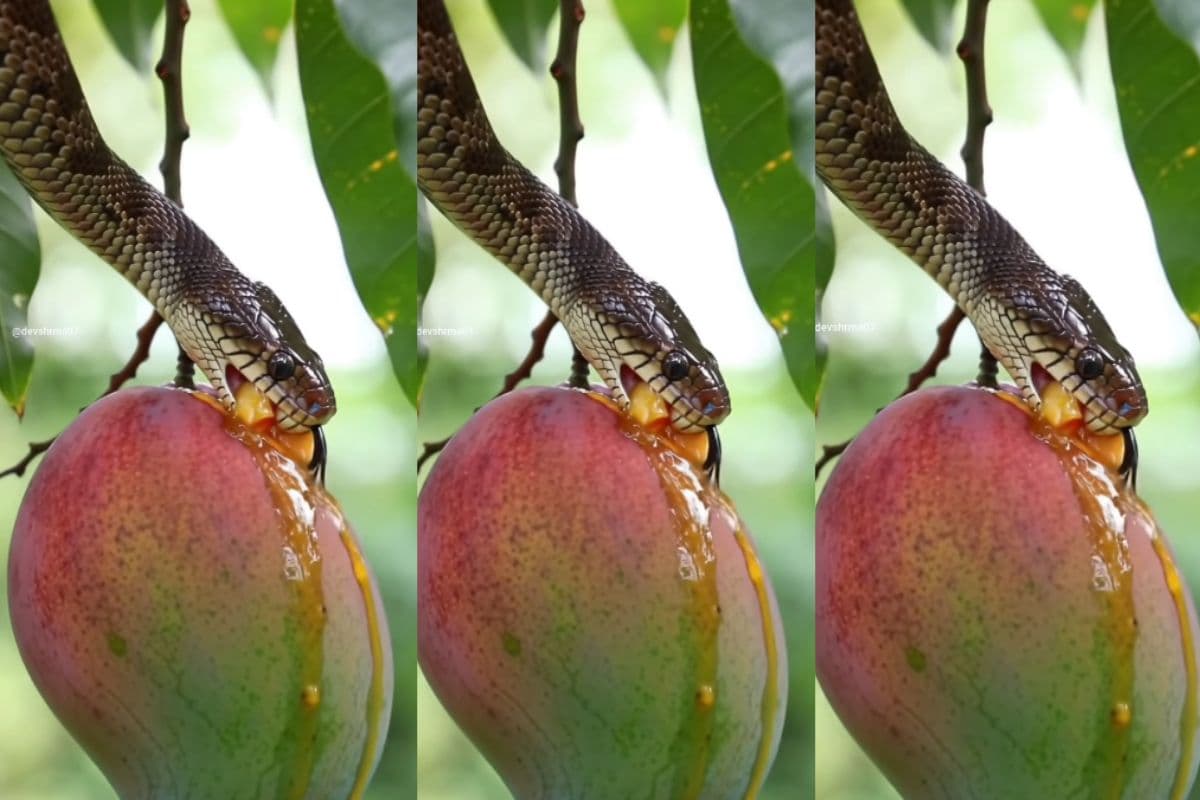 Snake Sucking Mango Juice