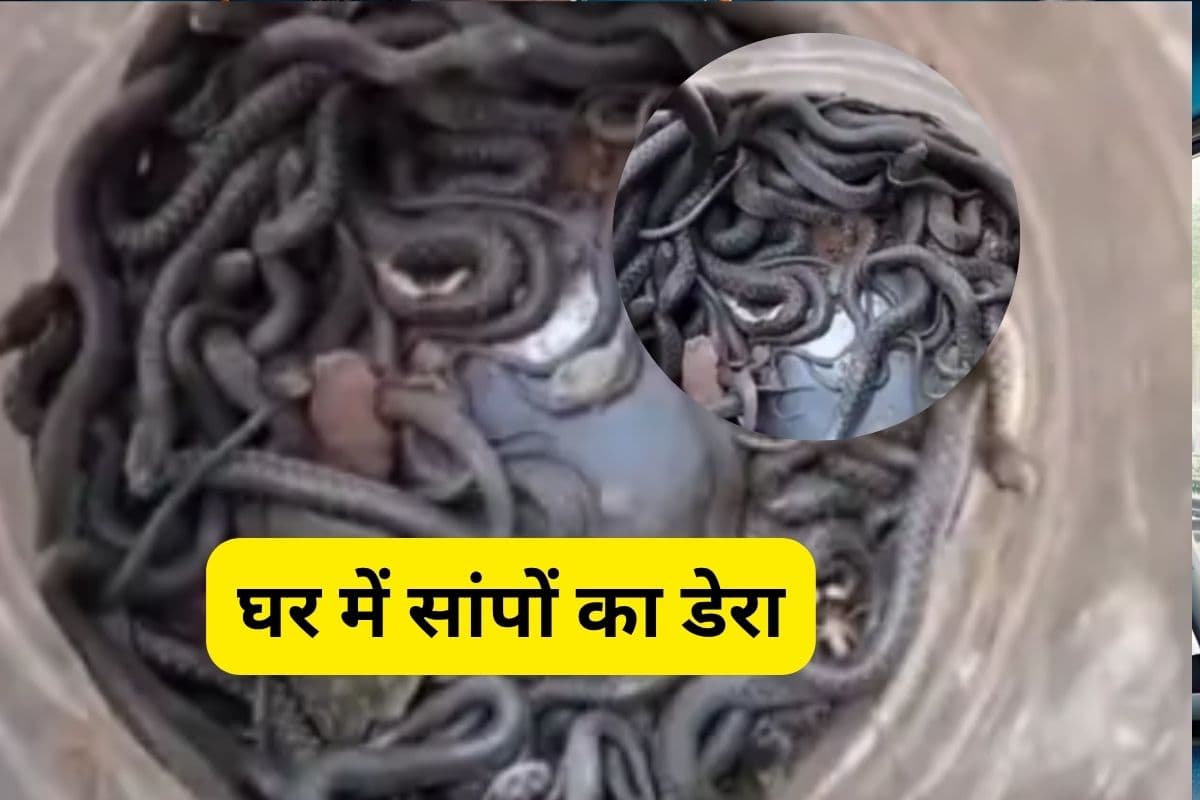 Viral Video : घर में ड्रम, ड्रम में 100 से ज्यादा जहरीले सांप, देखकर उड़ जाएंगे होश