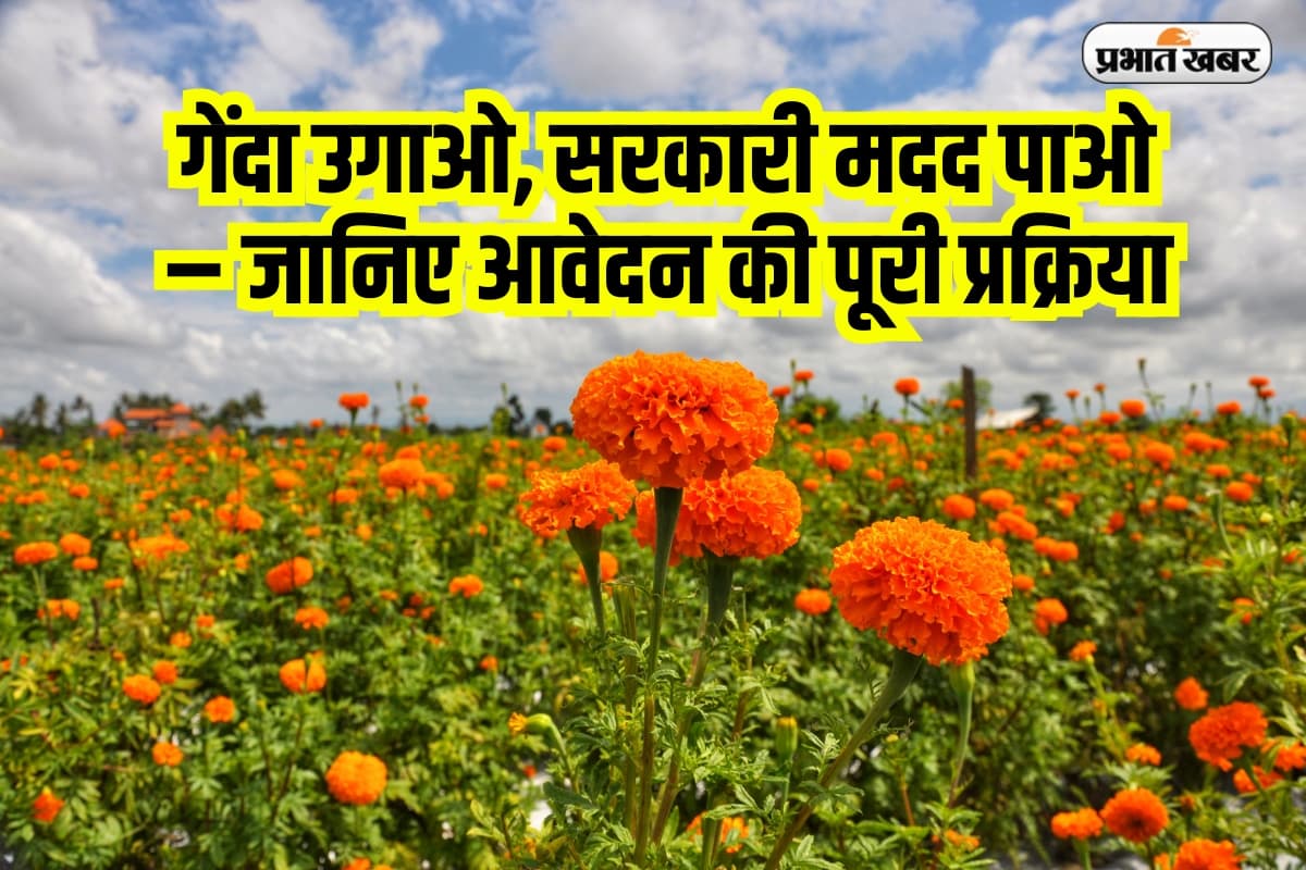 Subsidy Scheme: खेतों में खिलेगा गेंदा फूल, सरकार दे रही है 80 हजार रुपये तक की मदद, जानिए आवेदन की पूरी प्रक्रिया