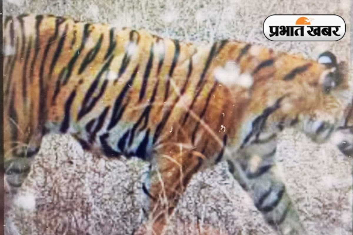 Tiger Havoc in Ranchi Tiger Havoc in Ranchi