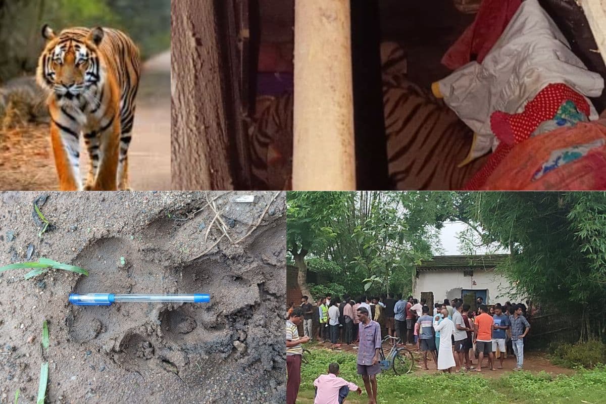 Tiger In Silli Ranchi