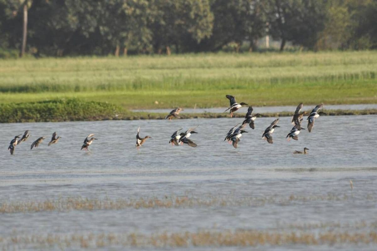Bihar News Jagatpur lake of Bihar birds come from Russia-Austria, now this is a big preparation