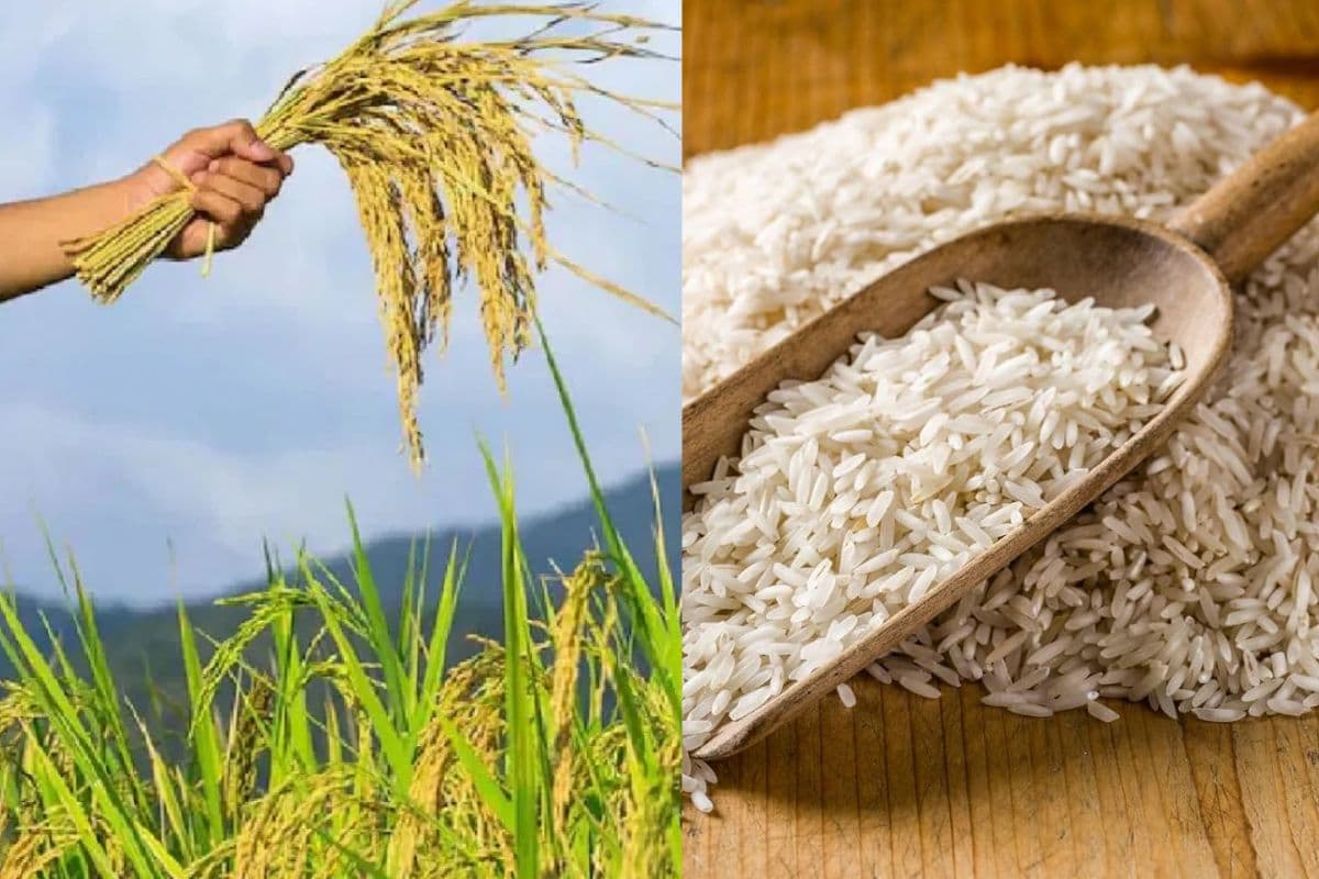 Bihar News: बिहार का ये चावल विदेश में भी हो रहा फेमस, खीर के लिए होती है बेहतरीन, ये है खासियत…