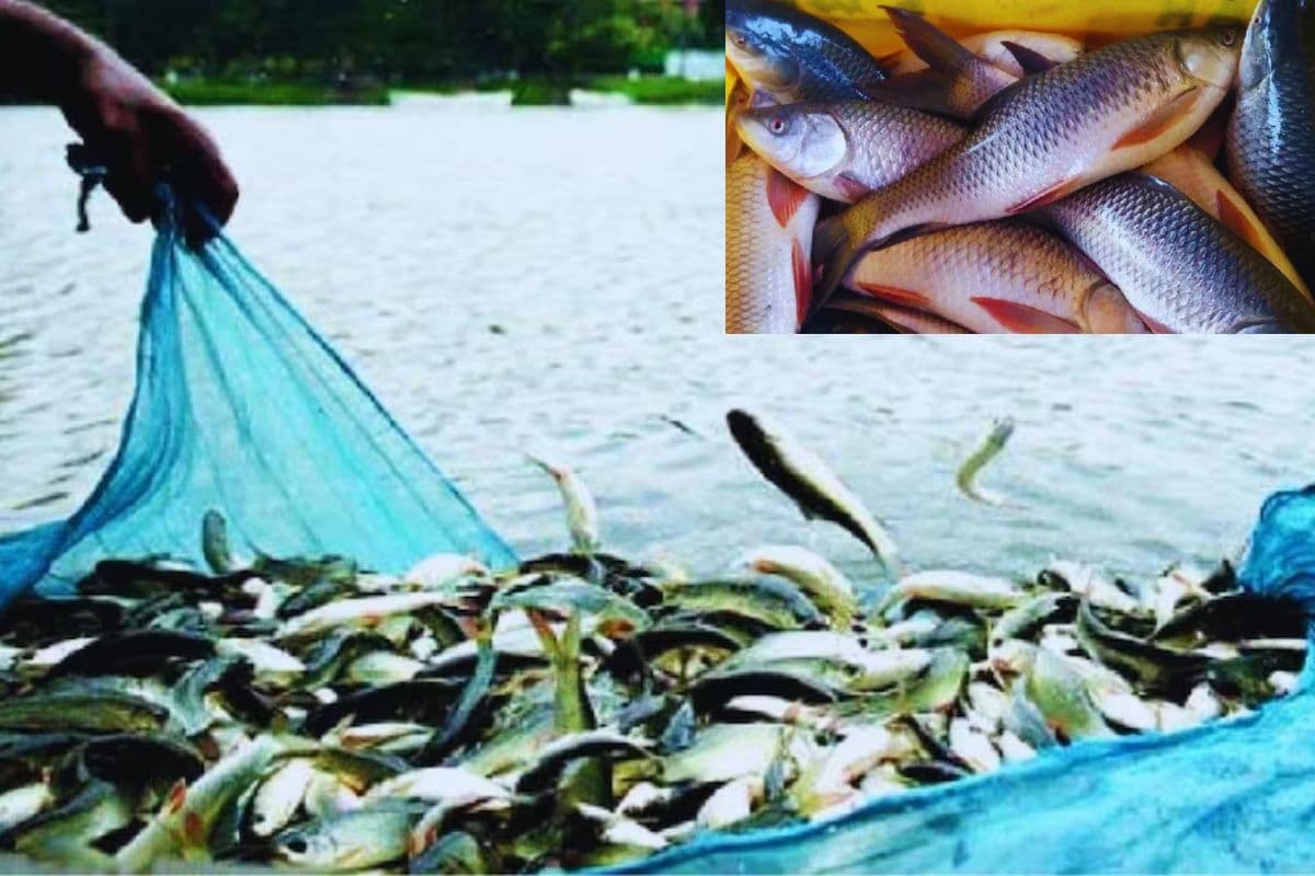 Bihar Fish Farming: बिहार के इस जिले में मछलियों को ‘मैटरनिटी लीव’, शिकार या व्यापार करते दिखे तो सीधे होगी कार्रवाई