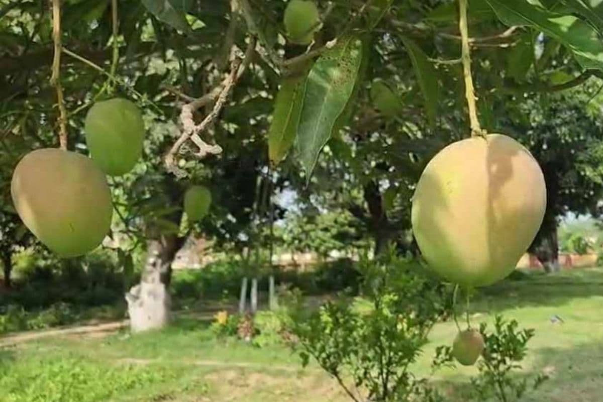 Mango In Bihar: भागलपुर के 'सिंधू' आम की खासियत जानकर आप भी कहेंगे- वाह ! खाते ही आ जाएगा मजा