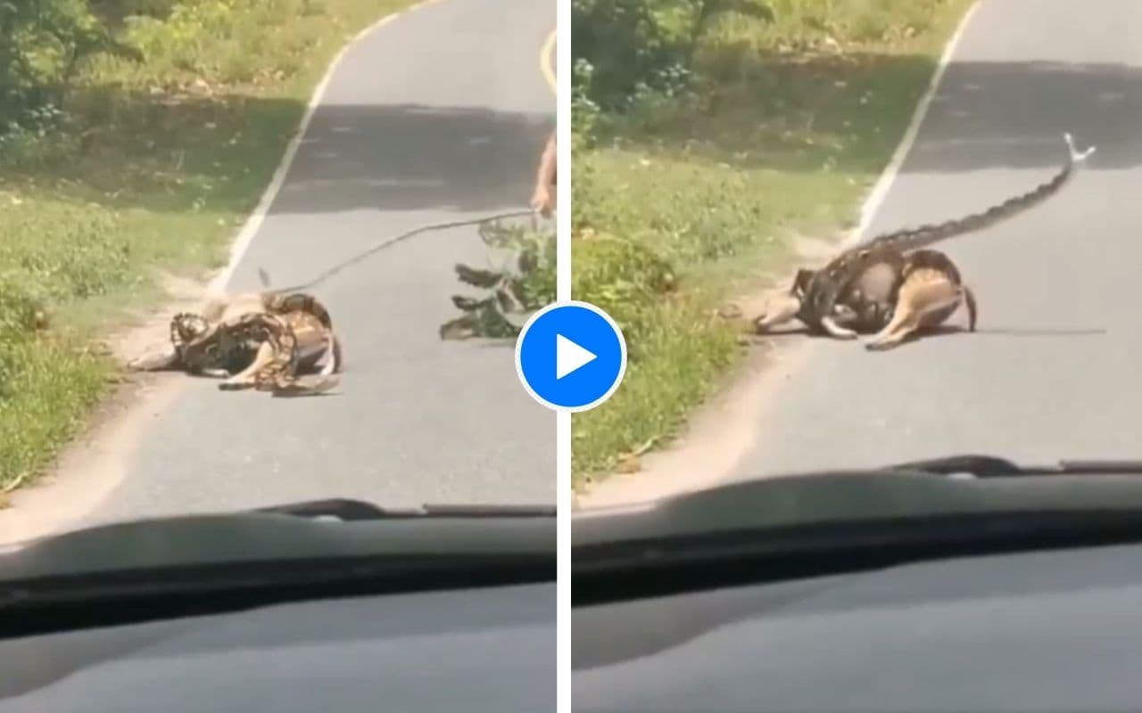 हिरण को निगलने ही वाला था अजगर, लाठी लिए आ गया एक शख्स, फिर जो हुआ… देखें वीडियो