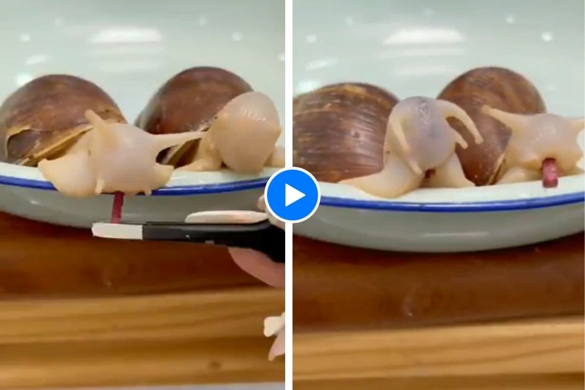 आधा भारत नहीं जानता होगा कैसे खाना खाता है घोंघा! दिल को छू लेगा यह छोटा सा क्यूट वीडियो