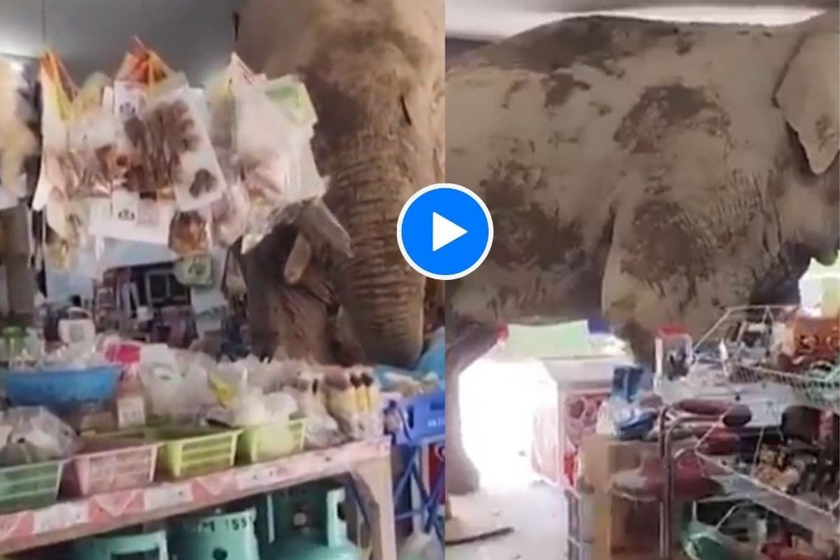 ग्रोसरी स्टोर में घुसा हाथी, सैंडविच-चावल और केले की उड़ाने लगा दावत, वीडियो हो रहा वायरल
