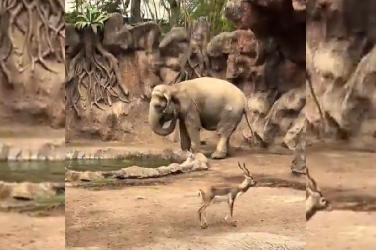 Viral Video: डूब रहा था हिरण, मसीहा बनकर हाथी ने बचाई जान, वायरल हो रहा वीडियो