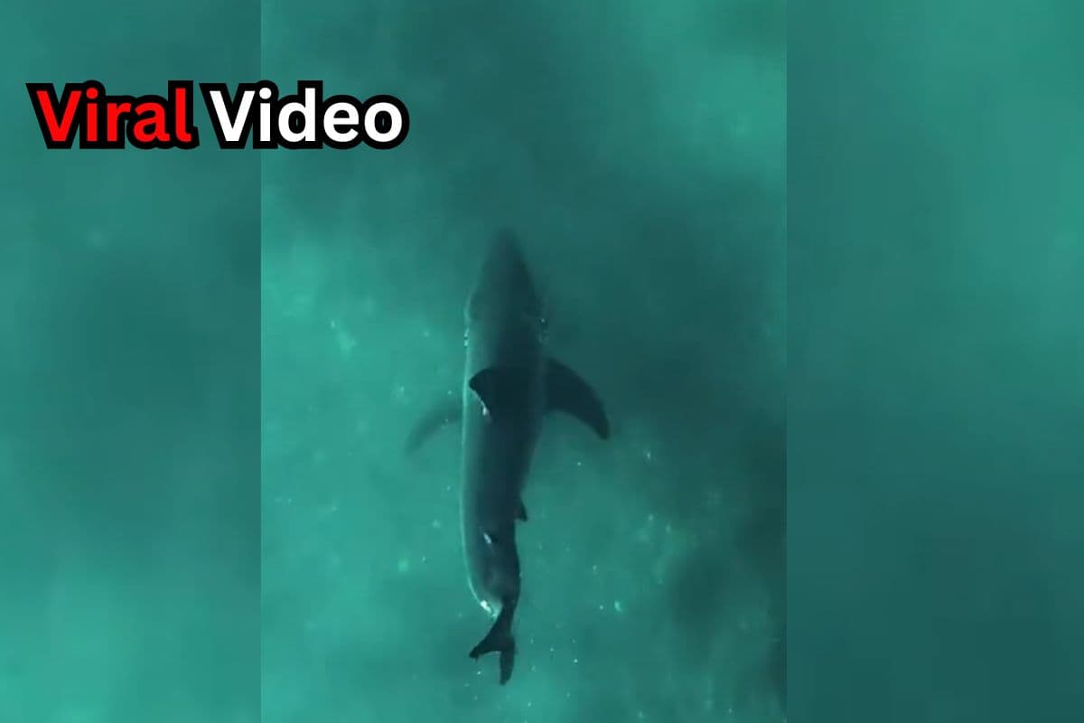 Viral Video: शार्क मछली ने किया गजब का ब्रेक डांस, सोशल मीडिया पर वायरल हुआ वीडियो