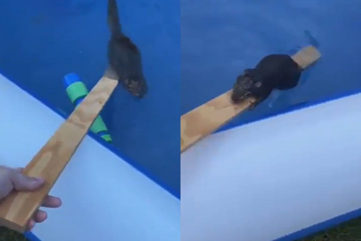 डूबकर मरने वाली थी गिलहरी, अचानक शख्स की पड़ गई नजर और… वायरल हो रहा वीडियो