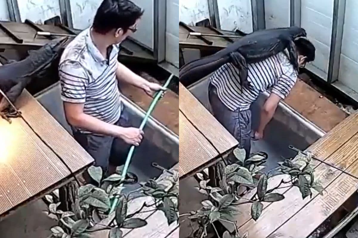 स्टोर की सफाई करते वक्त रेंगती हुई आ गई बड़ी सी छिपकली, फिर जो हुआ… वायरल हो रहा वीडियो
