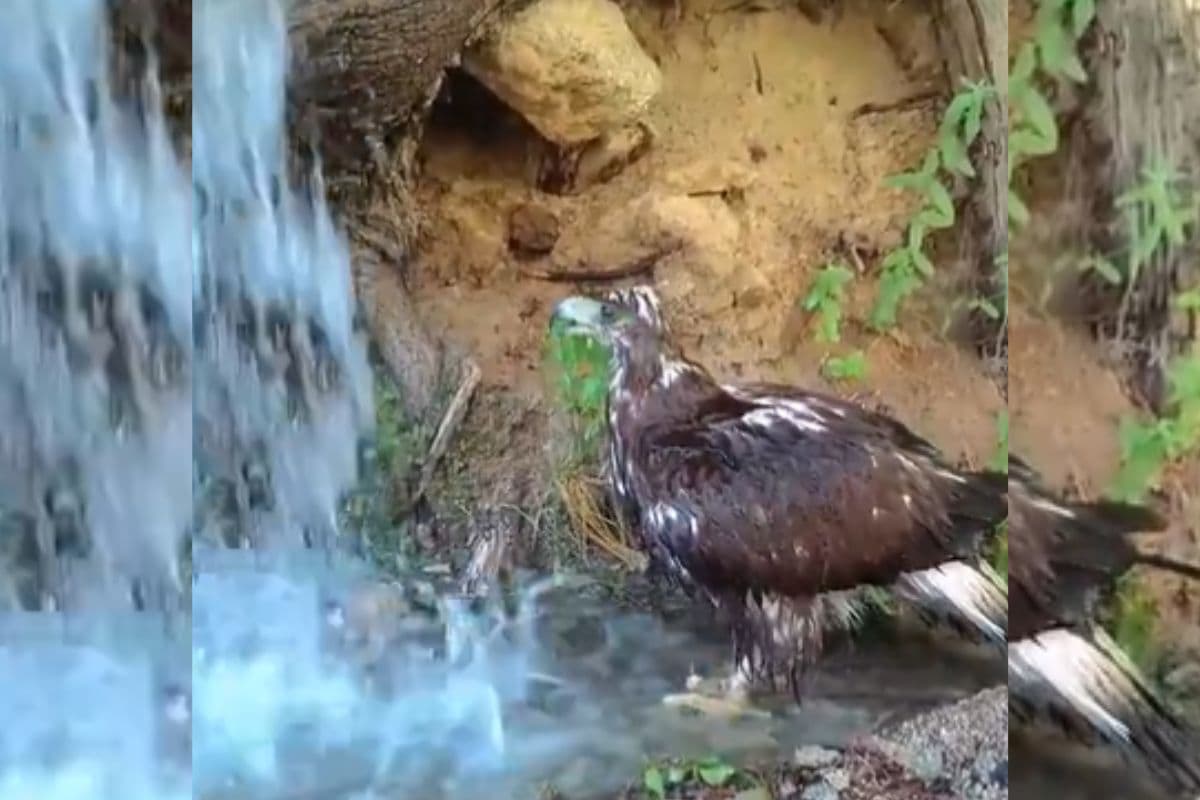 झरने के पानी से नहाने आया गोल्डन बाज, अंदाज मोह लेगा मन, वायरल हो रहा वीडियो