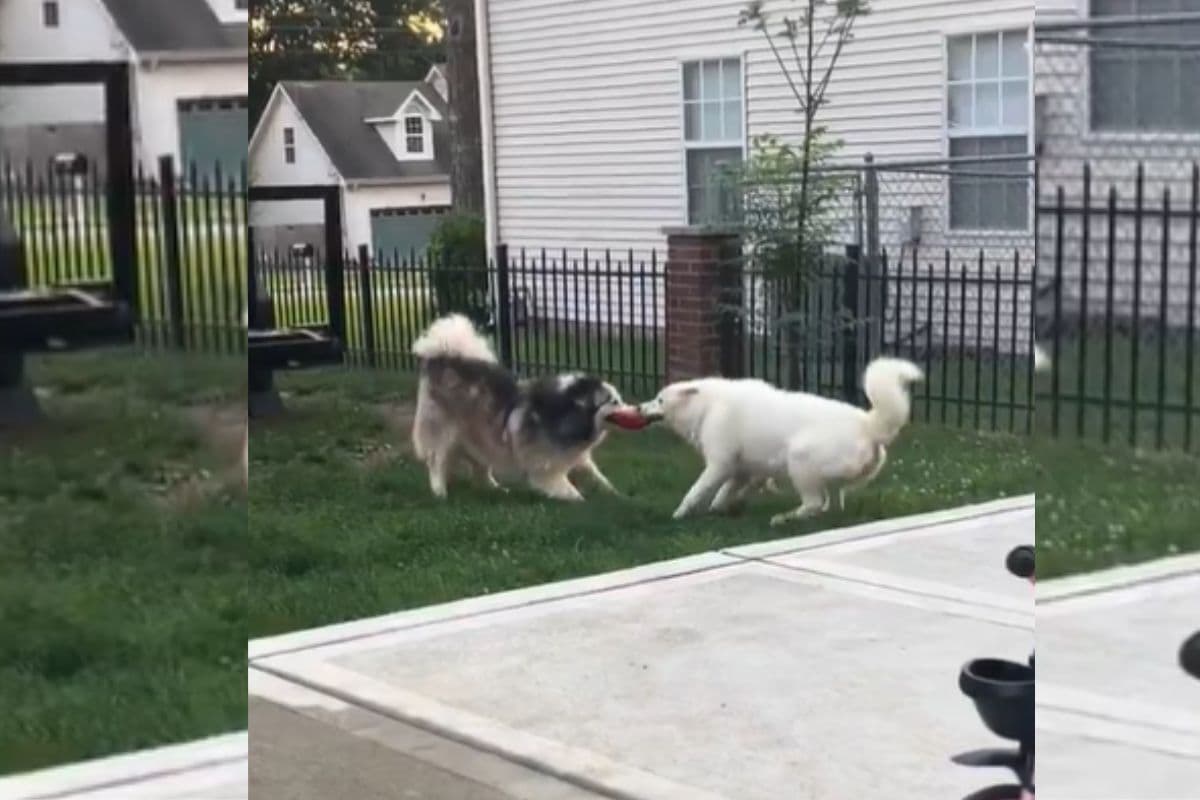 दो कुत्तों के बीच छीना-झपटी, जबरदस्त मुकाबले में कौन बना विनर? वायरल हो रहा वीडियो