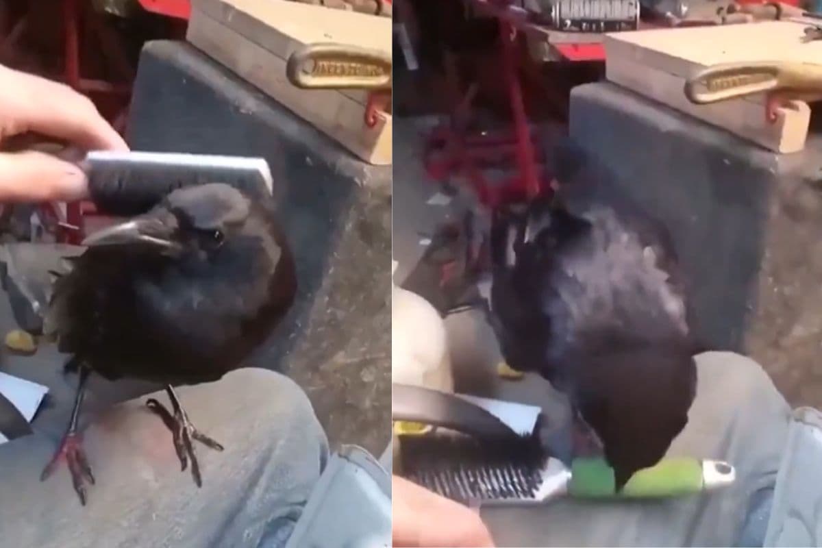 Viral Video: इस कौवे का शौक देख हो जाएंगे दंग, सोशल मीडिया पर वायरल हो रहा वीडियो