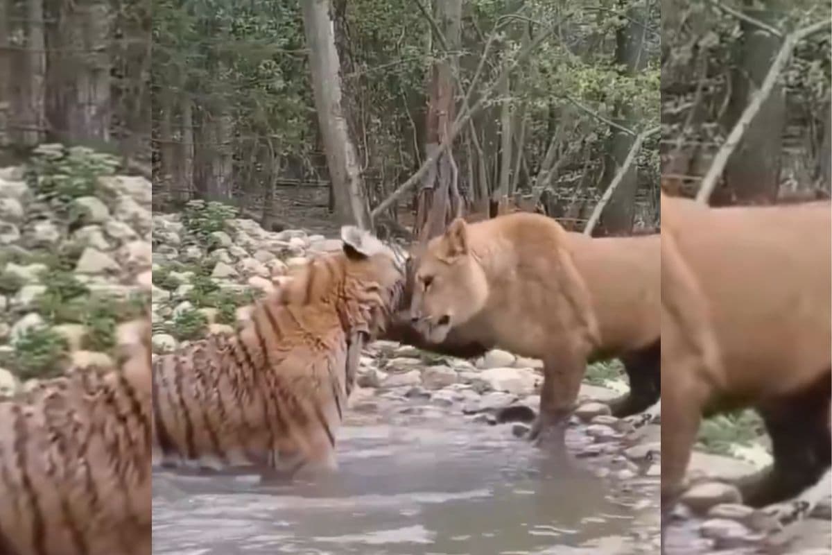 Viral Video: बाघिन और शेरनी की बेमिसाल दोस्ती, सोशल मीडिया पर वायरल हो रहा वीडियो