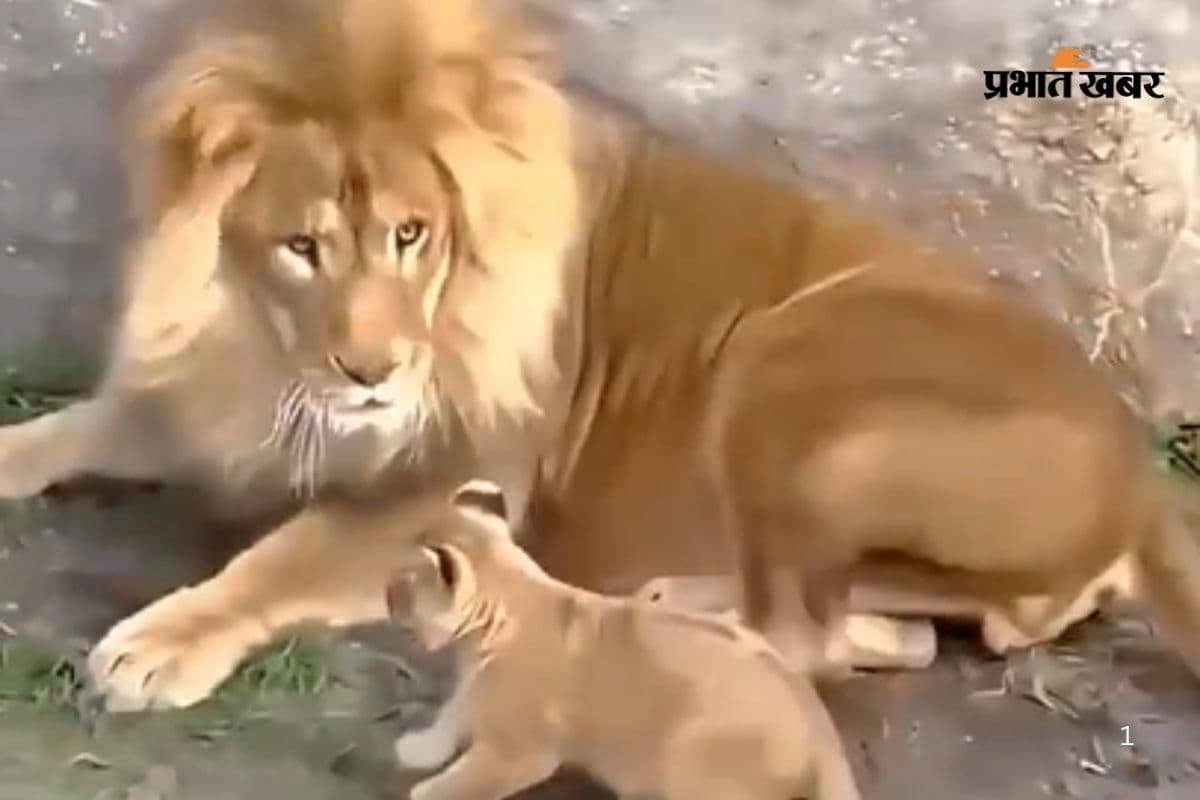 Viral Video: नन्हें शावक ने बब्बर शेर को कर दिया परेशान, दिल को छू लेगा यह क्यूट वीडियो