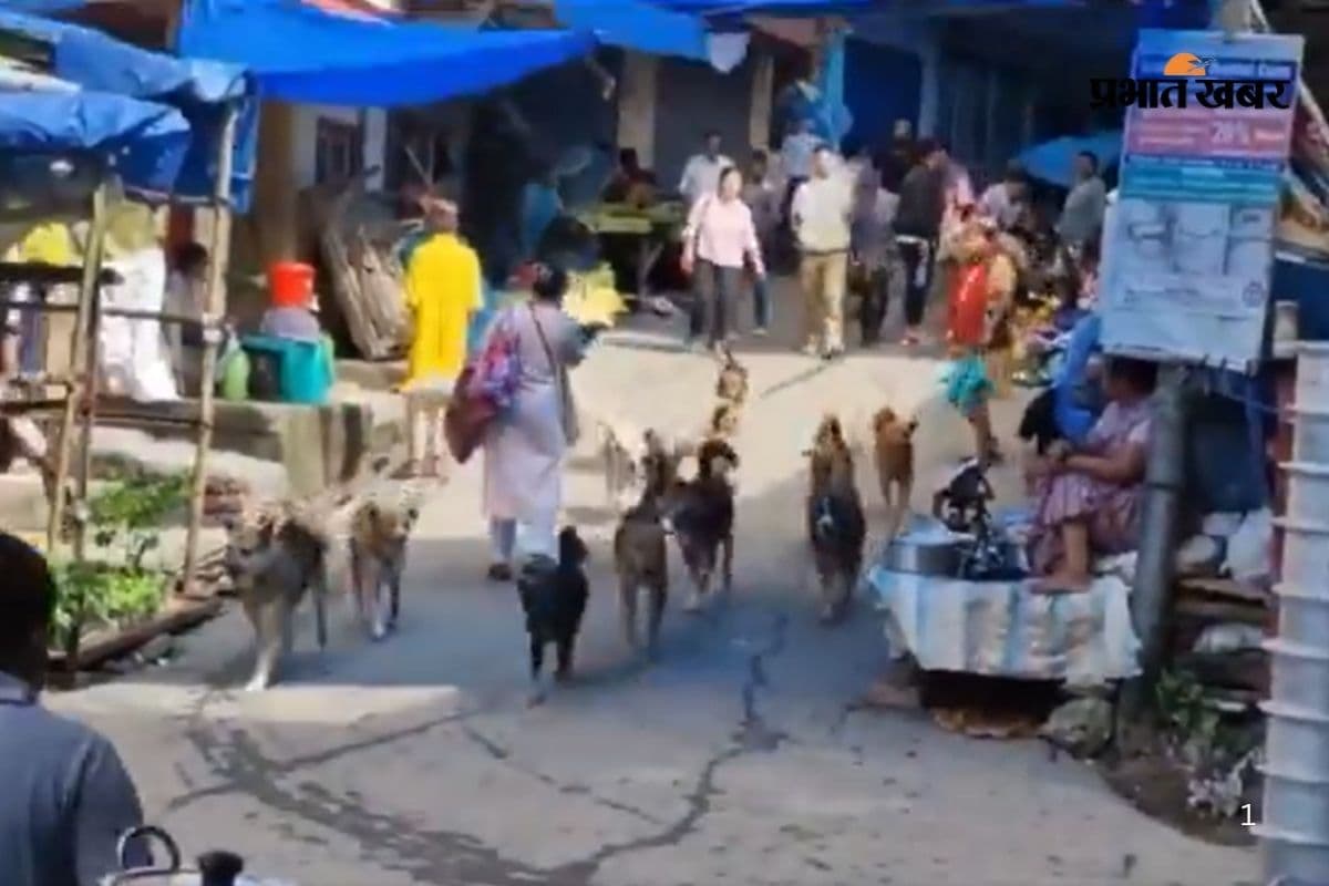 Viral Video: गली पर 'डॉग गैंग' का कब्जा, फ्लैग मार्च पर निकले तो देखकर दंग रह गए लोग