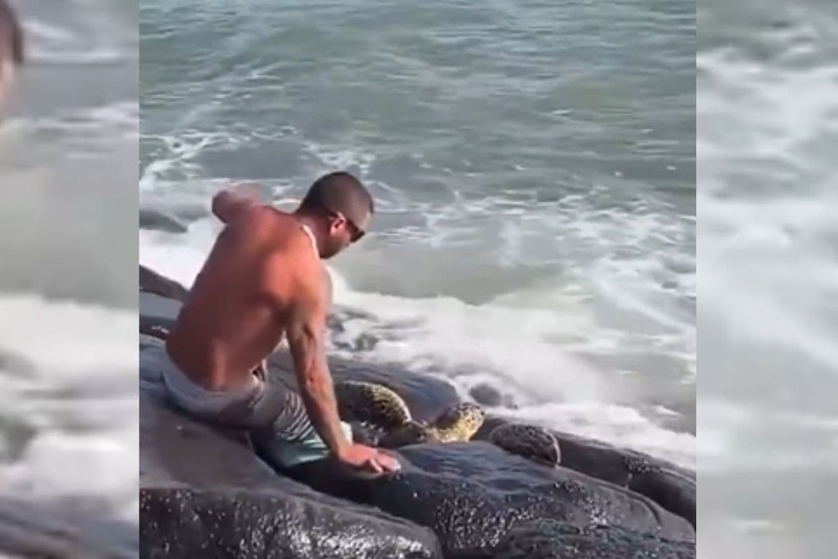 Viral Video: पत्थरों के बीच फंस गया था कछुआ, मसीहा बनकर आ गया शख्स, ऐसे बचाई जान