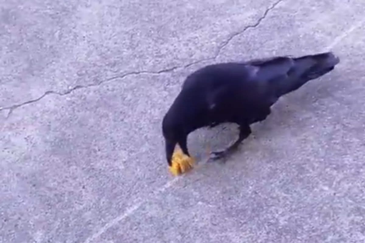 Viral Video: नहीं देखी होगी कौवे की ऐसी चतुराई, बुद्धिमानी देख नहीं रहेगा आश्चर्य का ठिकाना