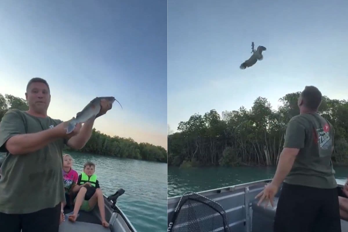 Viral Video: बाज ने हवा में ही लपक लिया कैट फिश, फुर्ती देख फटी रह जाएगी आंखें
