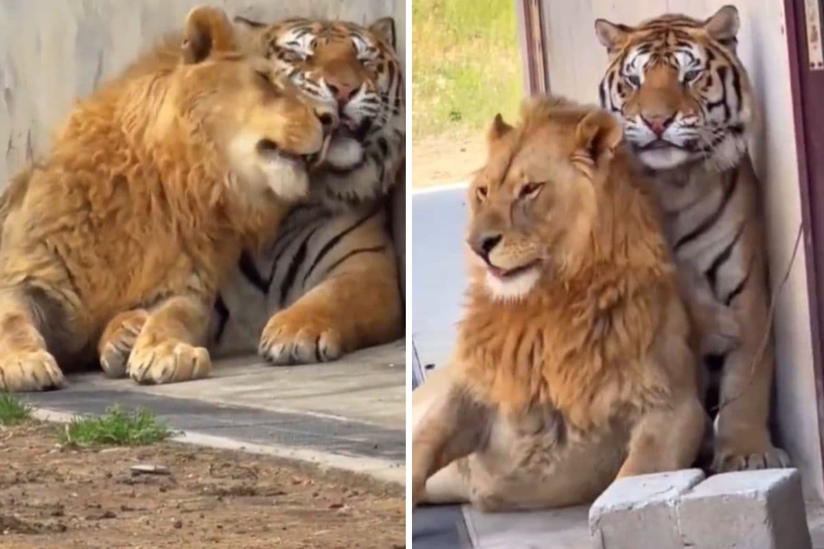 Viral Video: शेर और बाघ की गजब की दोस्ती, जंगल के राजा ने बंगाल टाइगर को कर दिया परेशान, वायरल हो रहा वीडियो