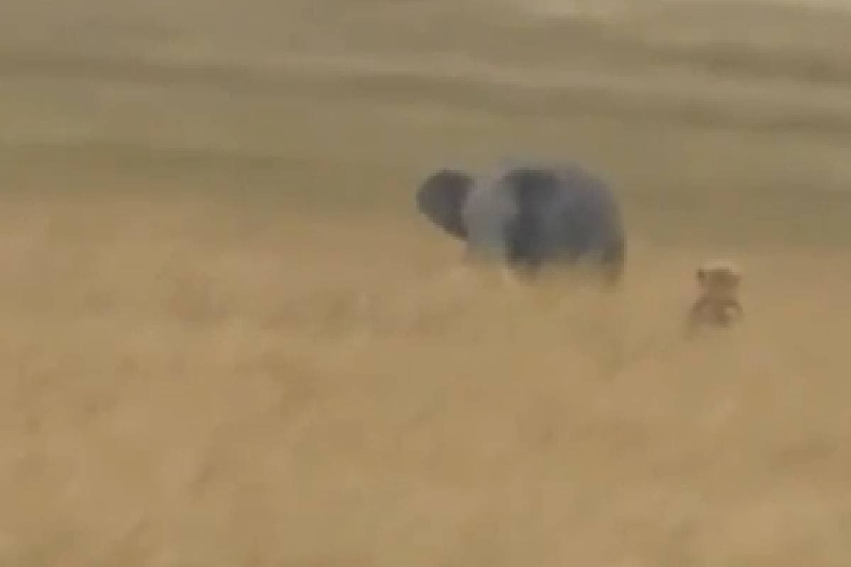 Viral Video : हाथी ने दौड़ा दिया शेर को, दुम दबाकर भागा जंगल का राजा