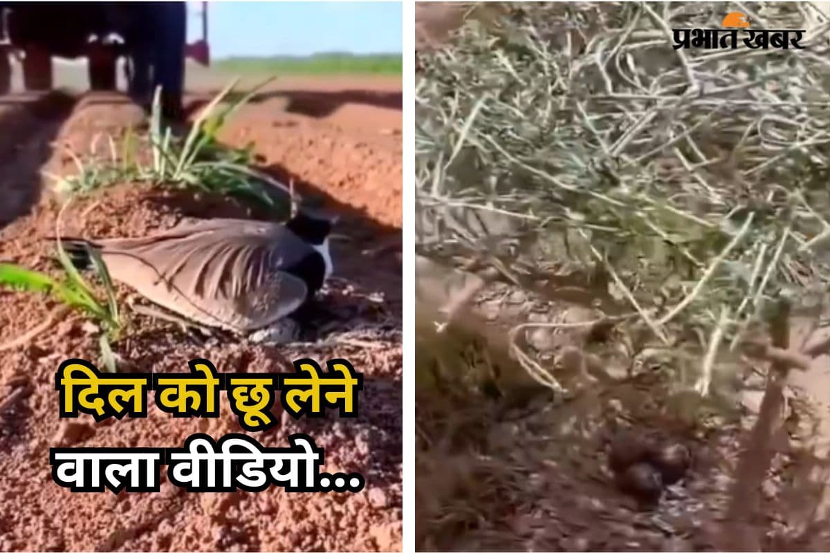 Viral Video: अपने अंडे से रही थी एक मां… चलने लगा ट्रैक्टर, फिर जो हुआ- दिल को छू लेगा वीडियो