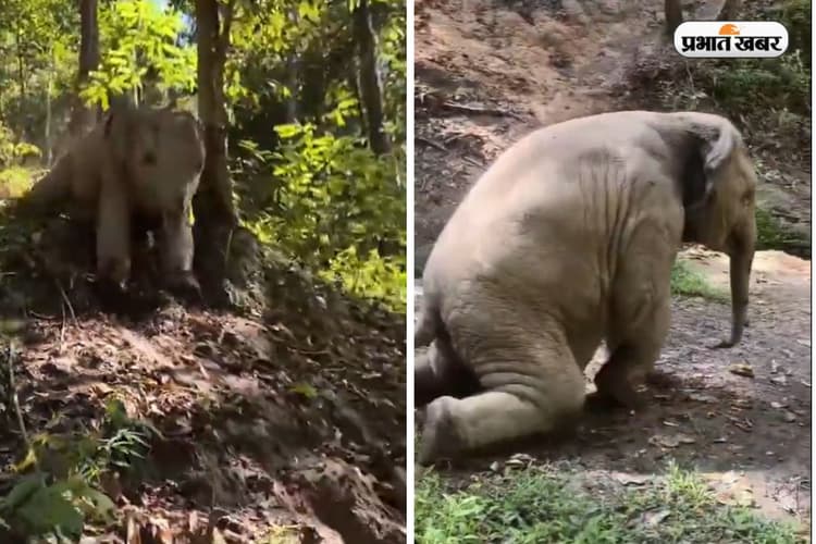 Viral Video: नन्हें हाथी ने की शानदार स्लाइडिंग, पीछे खड़ी निहार रही थी मां, देखें दिल को छूने वाला वीडिया