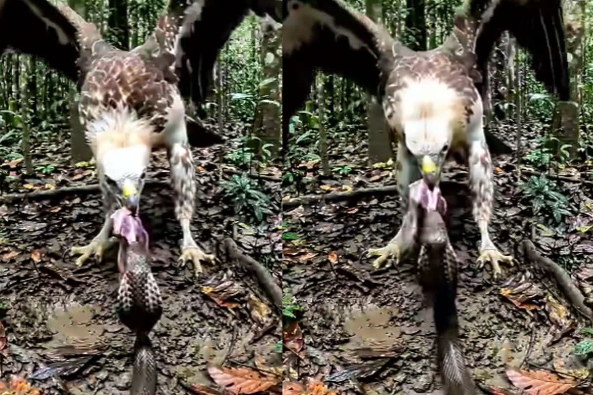 Viral Video: भोजन के लिए बाज और कोबरा के बीच घमासान युद्ध, वीडियो देख कांप जाएगा रूह