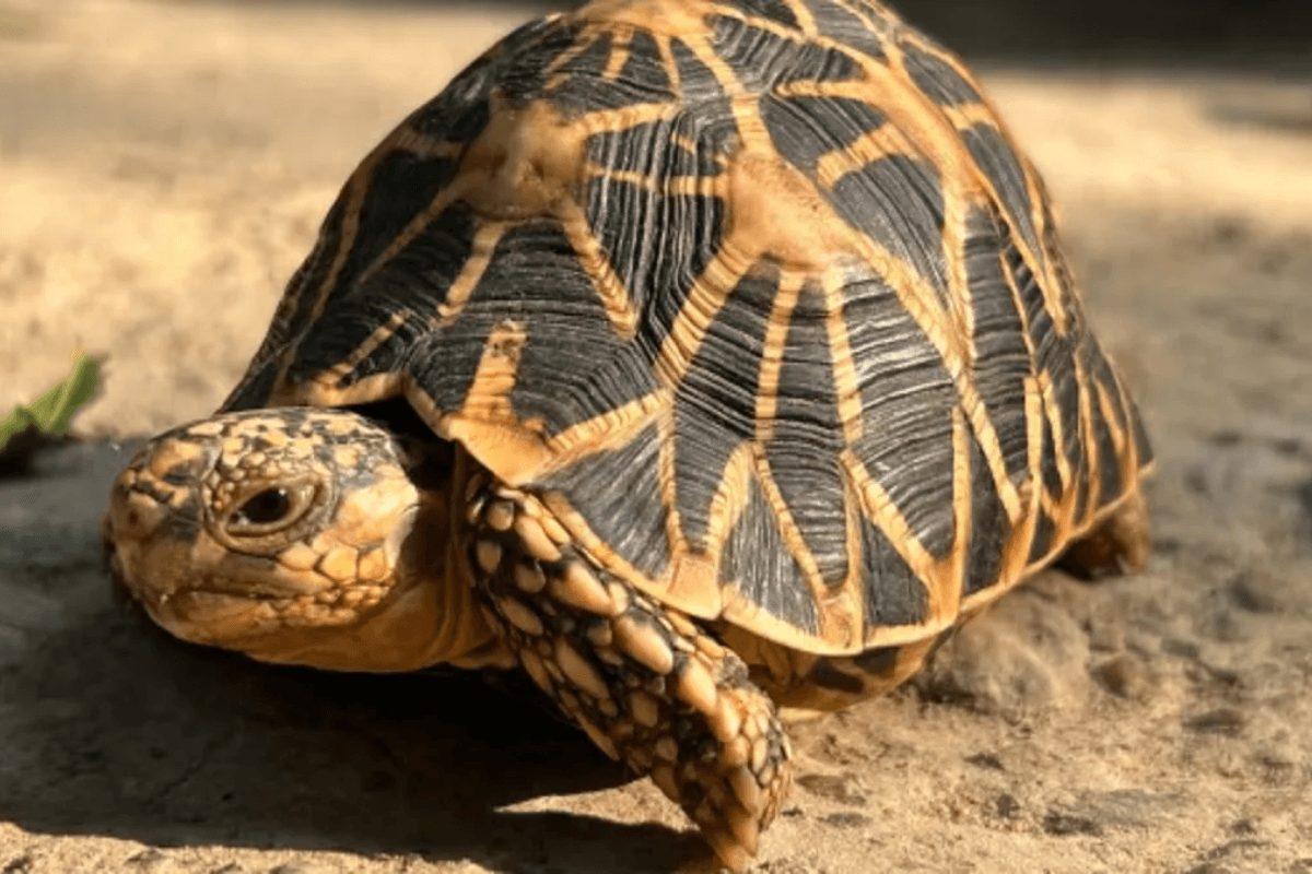 Crime News: अमृतसर-हावड़ा मेल एक्सप्रेस में मिले 22 जिंदा कछुए, विदेशी शराब भी जब्त