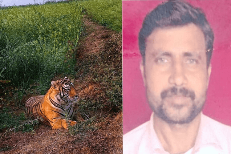 बेटे की मौत से टूटा पिता: बाघ ने छीना जीवन का सहारा, बोले "बुढ़ापे में कौन थामेगा मेरा हाथ?"