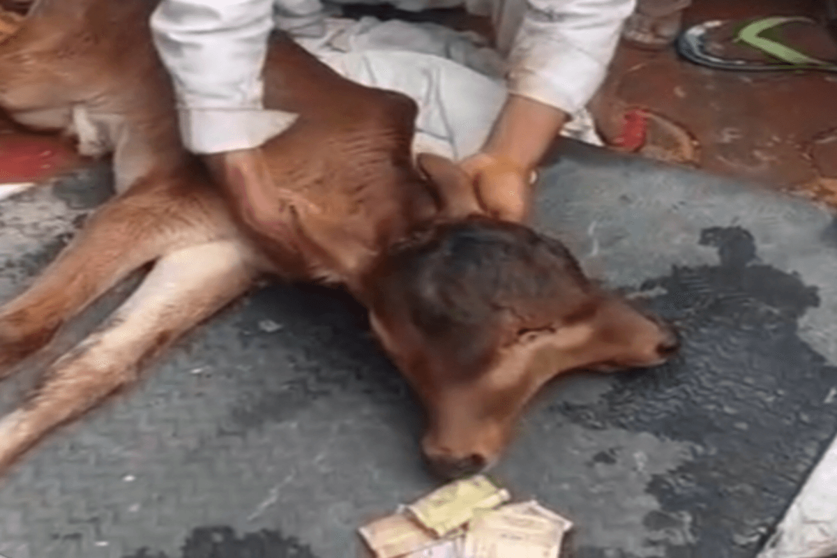 बागपत में जन्मा चमत्कारी बछड़ा: दो मुंह और तीन आंखें, देखने उमड़ी भीड़, फूल-माला और पैसे चढ़ाए गए