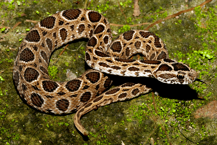 "सोन नदी से आ रही मौत! ज़हरीले सांपों की घुसपैठ का सच जानकर आप कांप उठेंगे"