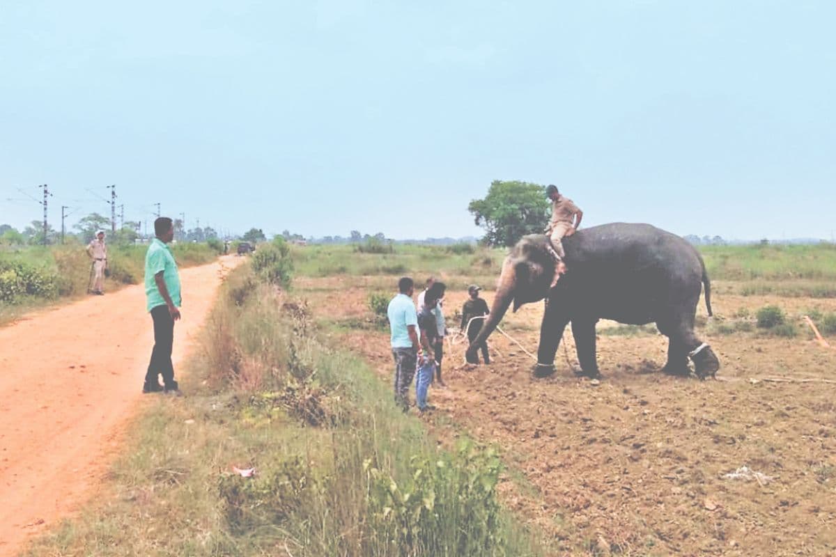 elephant trial elephant trial