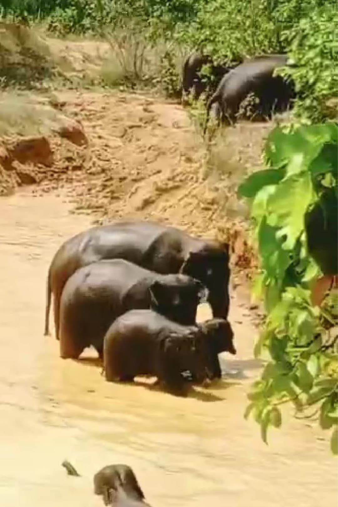 Chaibasa News : हाथियों के झुंड ने सब्जियों को रौंदकर किया बर्बाद