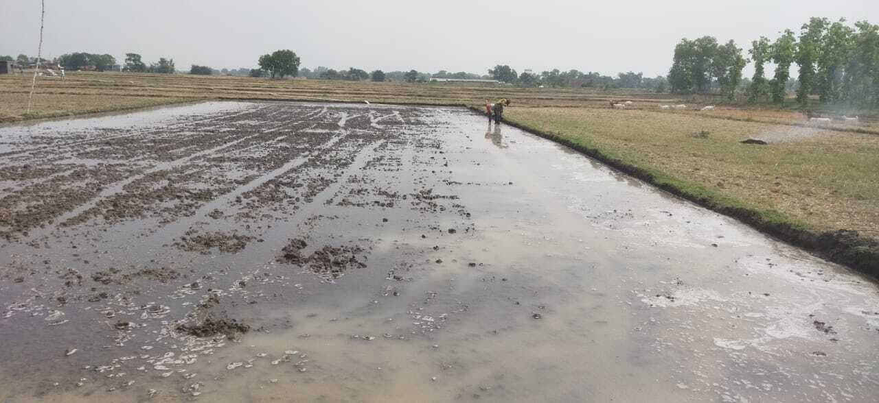 खेतों में धान का बीज डालने का काम शुरू, पर नहरों में पानी नहीं