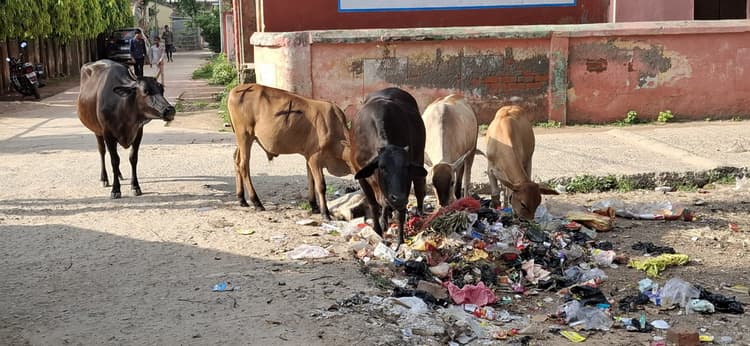 पॉलीथिन पर प्रतिबंध बेअसर, बढ़ता प्रदूषण बना जनजीवन के लिए खतरा