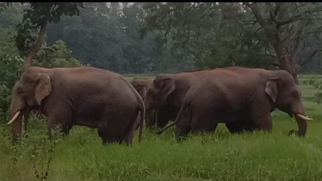 Chaibasa News : जैंतगढ़ : सीमावर्ती क्षेत्र में हाथी सक्रिय, ग्रामीणों में दहशत