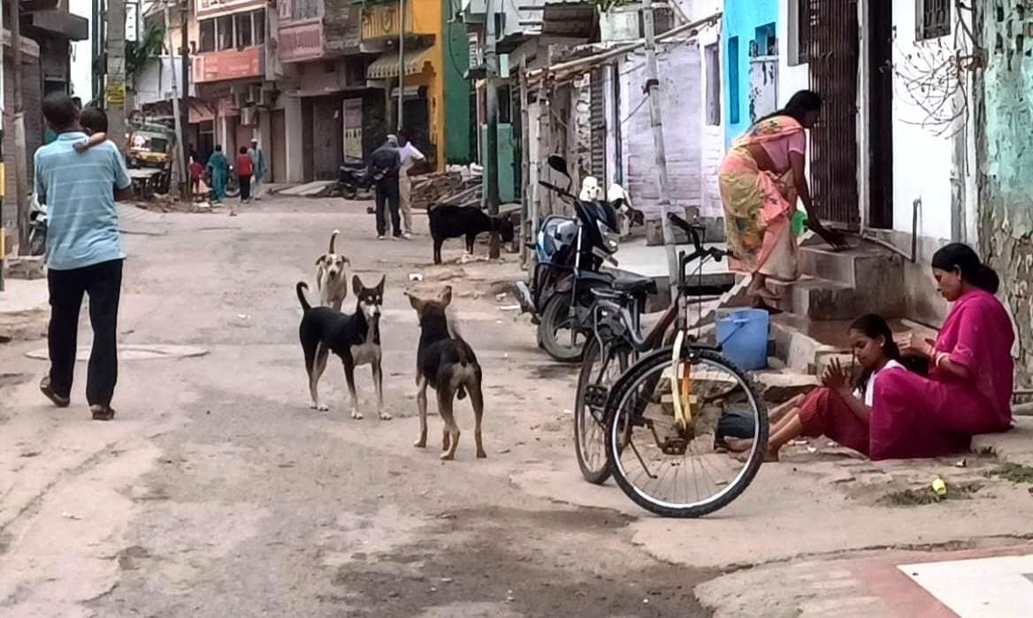 शहर में आवारा कुत्तों का आंतक