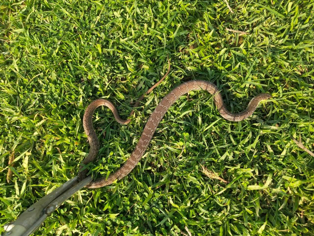 घर में निकला विषैला सांप, सर्प मित्र ने किया रेस्क्यू