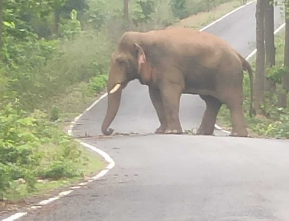 रनिया में बस के सामने आ गया जंगली हाथी