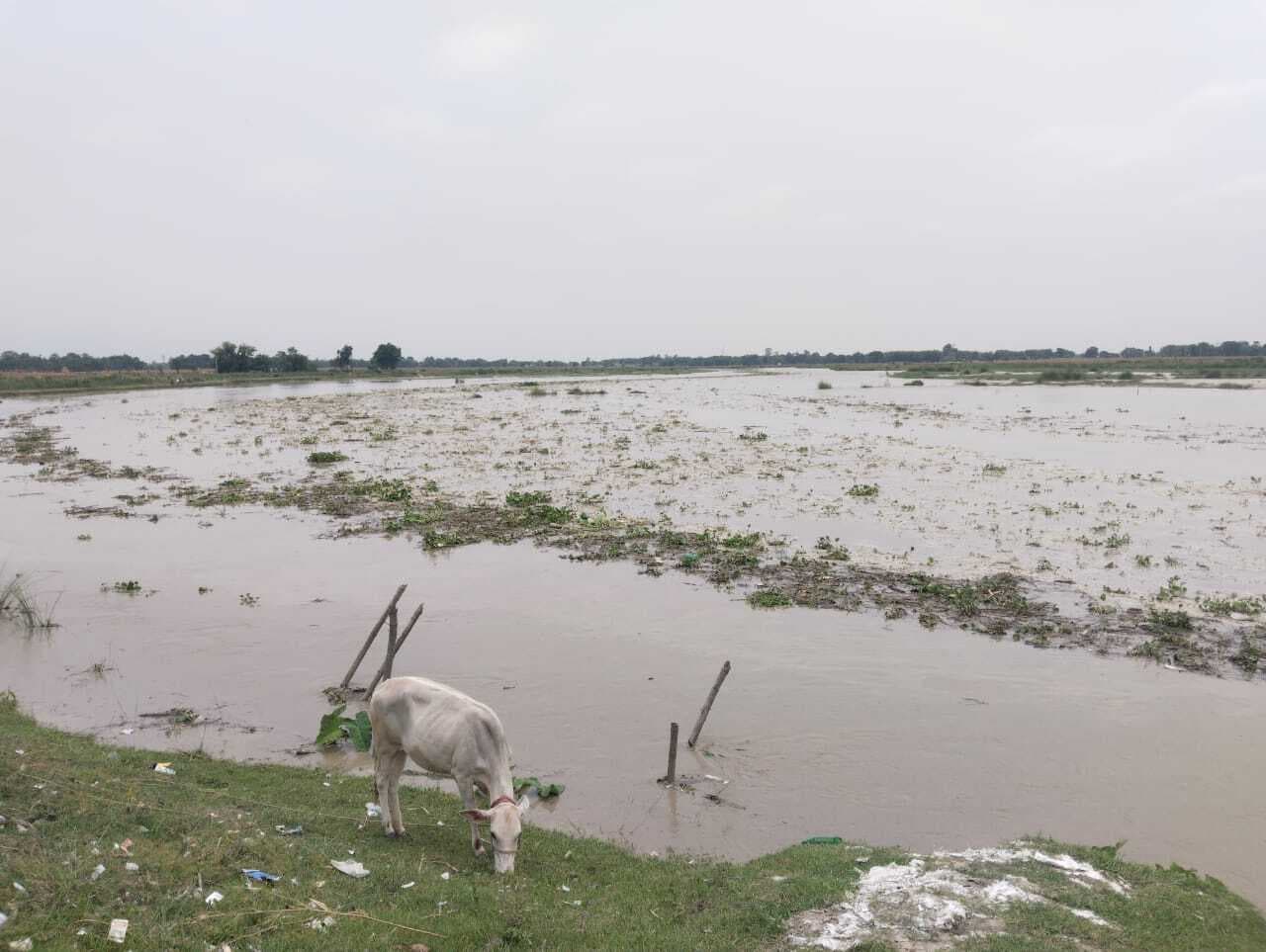 बकरा नदी का बढ़ा जलस्तर, चचरी पुल नदी में विलीन