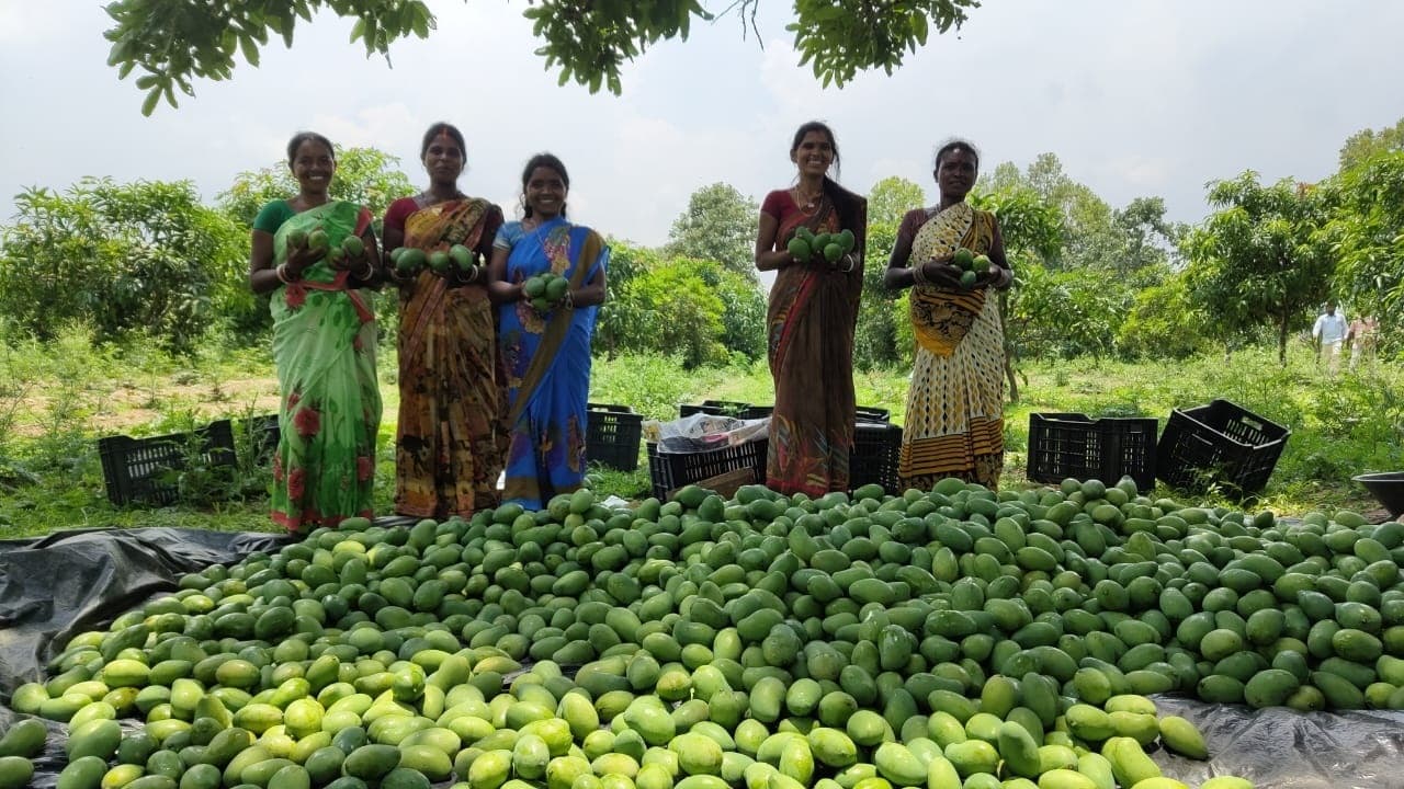 Bokaro News : आम बागवानी, शकरकंद, सब्जी, कुरथी की खेती कर आर्थिक रूप से स्वावलंबी बन रही महिलाएं