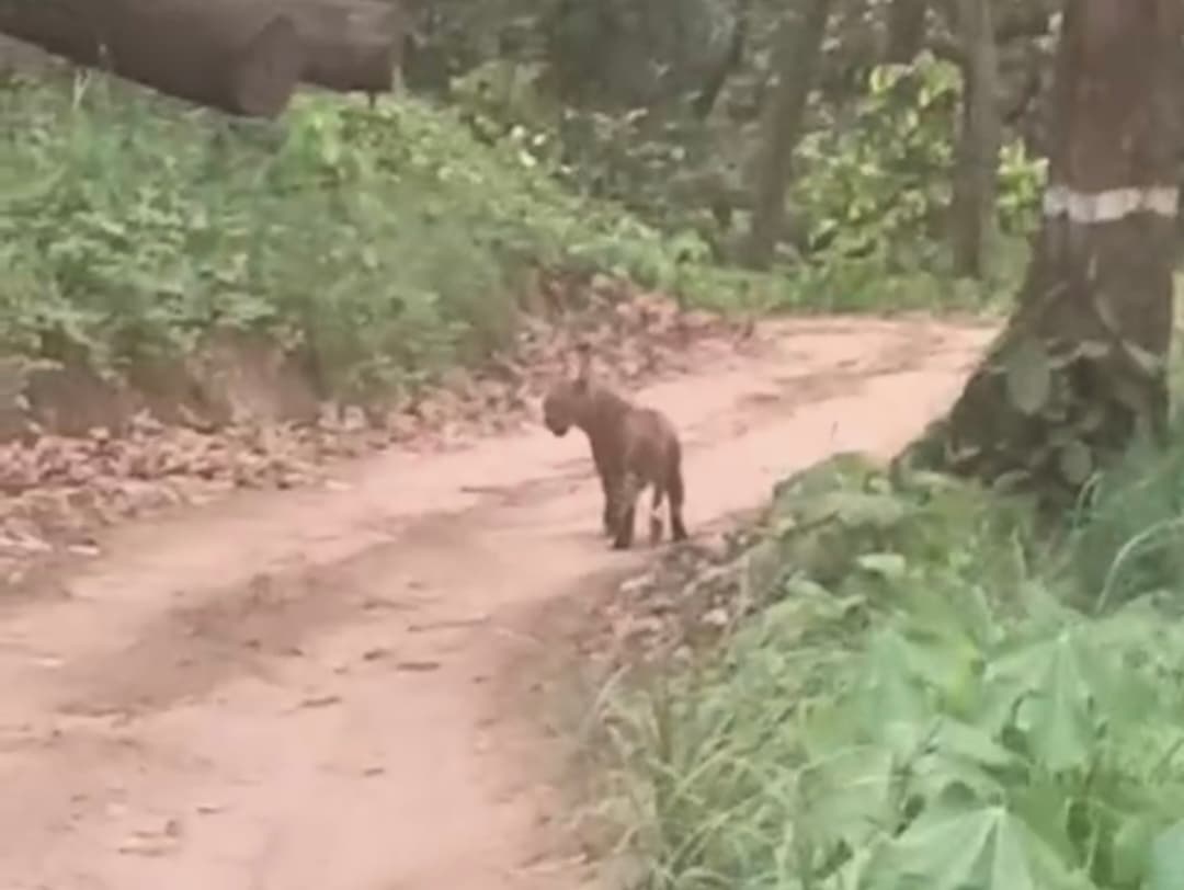 जंगल सफारी में तेंदुआ, गौर को देख रोमांचित हुए पर्यटक