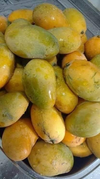 East Singhbhum News : गालूडीह : आम की खुशबू से महक रहा दारीसाई केंद्र